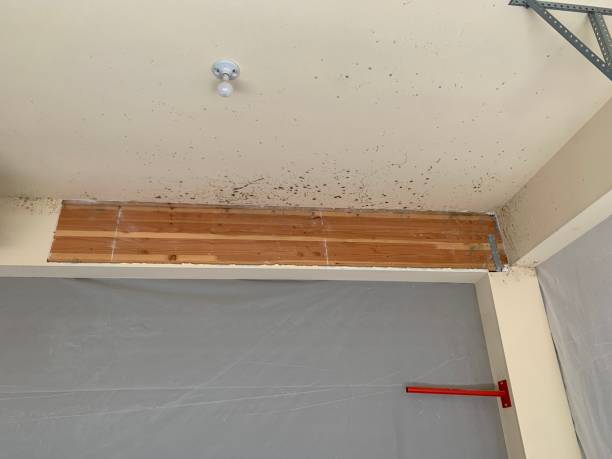 Mold Removal for HVAC Installations in Dandridge, TN