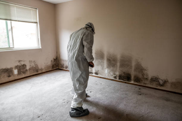 Best Forensic Mold Investigation  in Dandridge, TN